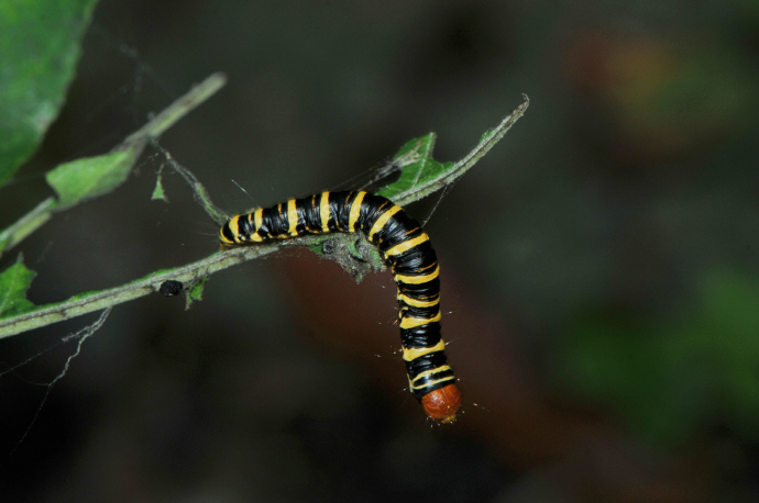흰무늬집명나방 애벌레(2024년 8월 28일, 광덕산)
