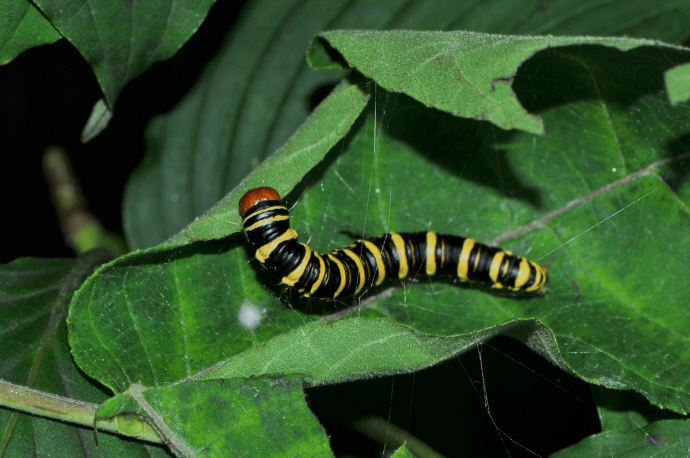 흰무늬집명나방 애벌레(2024년 8월 28일, 광덕산)