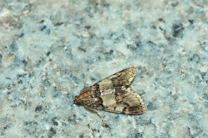 흰무늬집명나방(2014년 8월 9일, 오도재)