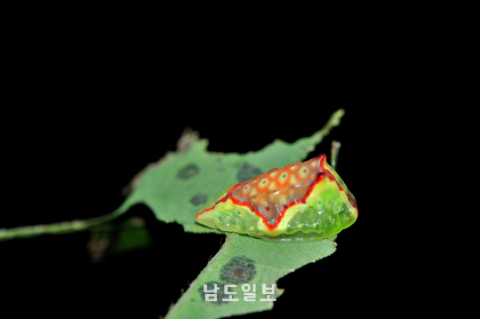대륙쐐기나방 애벌레(2024년 9월 22일, 수리산)