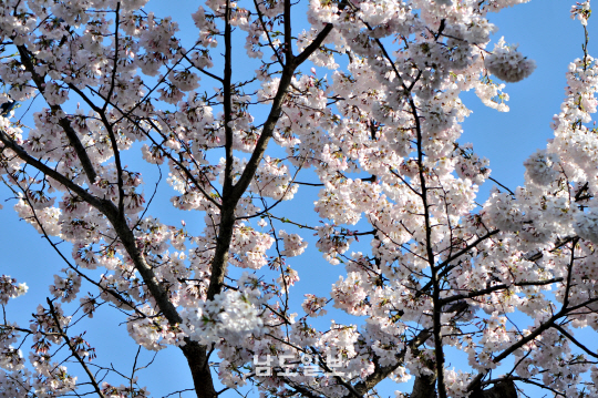 벚나무(2020년 3월 27일, 광주천)