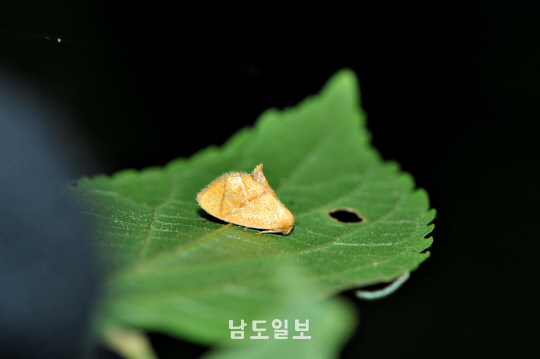 대륙쐐기나방(2020년 6월 16일, 증심사)