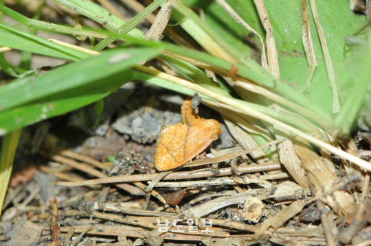 대륙쐐기나방 (2018년 6월 25일, 꼬막재)