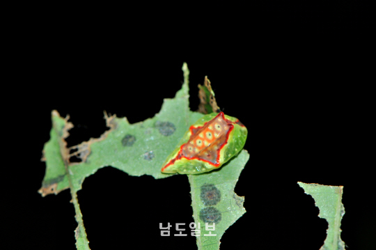 대륙쐐기나방 애벌레(2024년 9월 22일, 수리산)