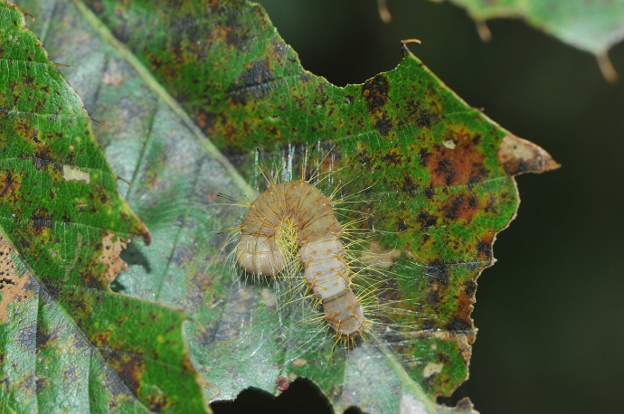 노랑뒷날개저녁나방 애벌레(2016년 9월 10일, 용진산)