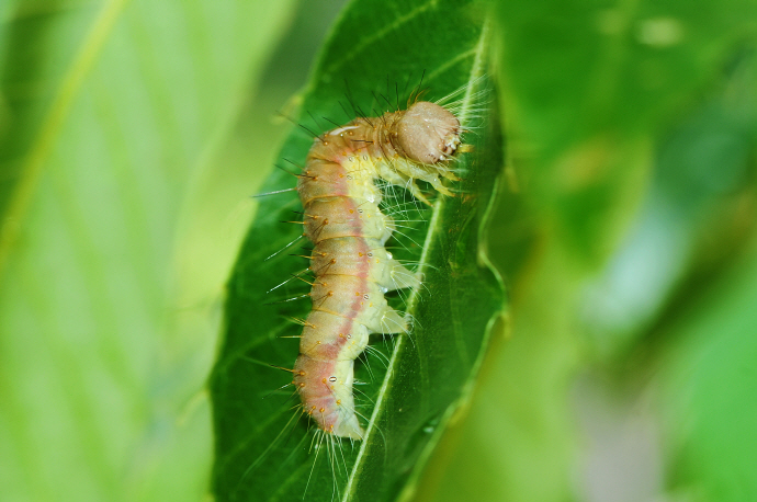 노랑뒷날개저녁나방 애벌레(2015년 6월 20일,  환산정)