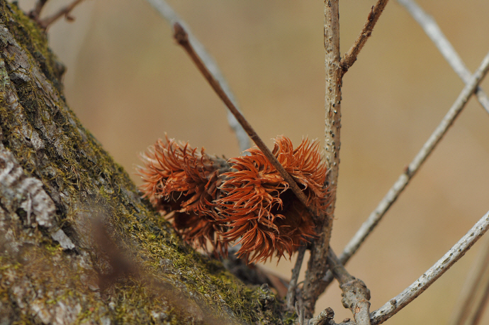 떡갈나무(2014년 11월 15일, 추월산)