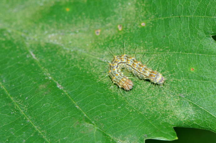 노랑뒷날개저녁나방 애벌레(2023년 7월 2일, 성거산)