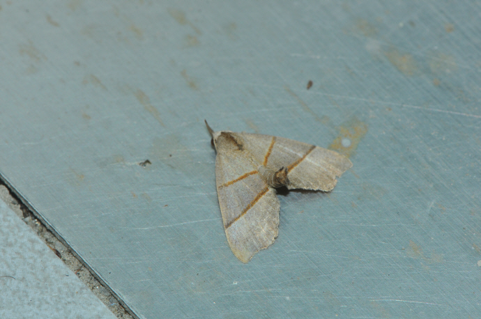 붉은띠수염나방(2024년 7월 4일, 영인면)