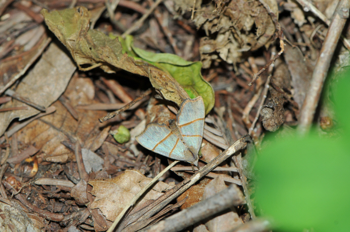 붉은띠수염나방(2018년 6월 4일, 원효계곡)