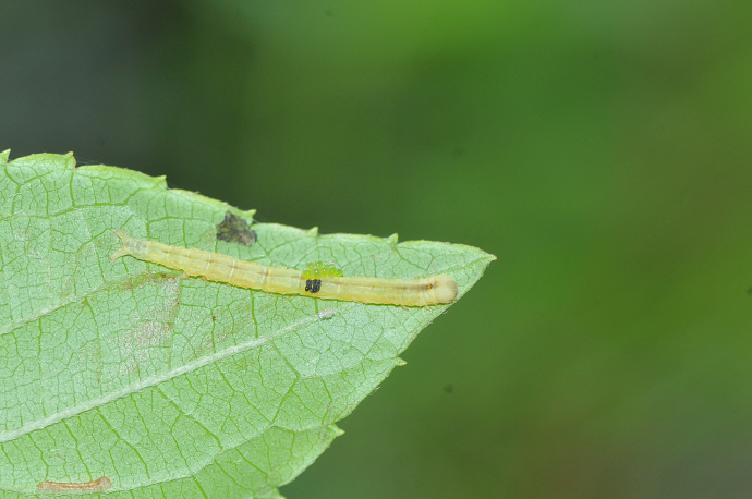 붉은띠수염나방 애벌레(2019년 8월 23일, 오송제)