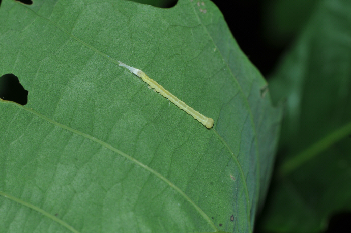 붉은띠수염나방 애벌레(2019년 7월 15일, 병풍산)