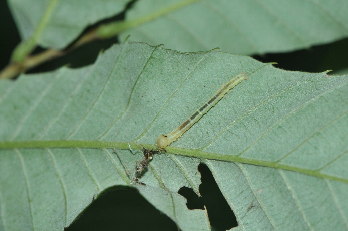 붉은띠수염나방 애벌레(2017년 7월 12일, 접도)