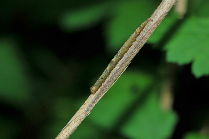 붉은띠수염나방 애벌레(2017년 8월 1일, 규봉암)