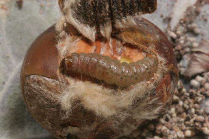 복숭아명나방 애벌레 노숙유충(2015년 10월 3일,)