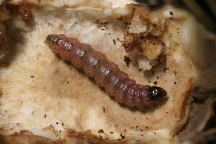 복숭아명나방 애벌레(2016년 9월 11일)