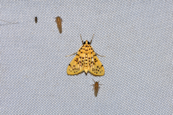 복숭아명나방(2012년 6월 25일, 무등산 충민사)