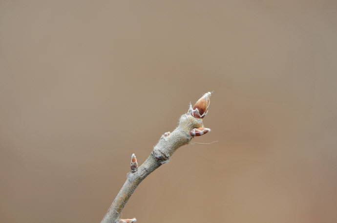 밤나무(2023년 3월 4일, 태조산)