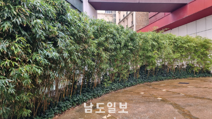 올리비에 작가가 조성한 깨부랑리박물관 대나무숲. 박물관 입구에 설치돼 격조 높은 한국정원 소쇄원을 연상시켰다. 