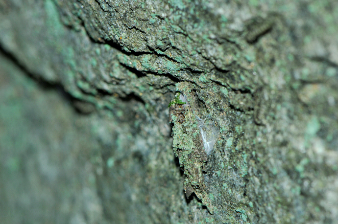 이끼꼬마짤름나방 애벌레 번데기(2024년 8월 28일, 광덕산)