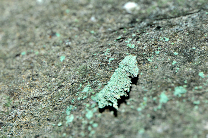 이끼꼬마짤름나방 애벌레(2024년 8월 28일, 광덕산)