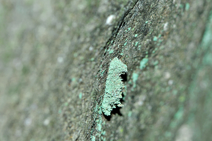 이끼꼬마짤름나방 애벌레(2024년 8월 28일, 광덕산)