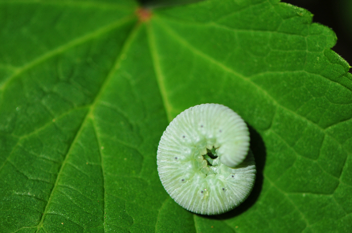 니도베가지나방 애벌레(2015년 6월 13일, 백무동)