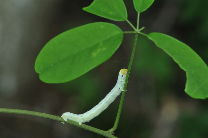 니도베가지나방 애벌레(2024년 4월 30일, 광덕산)