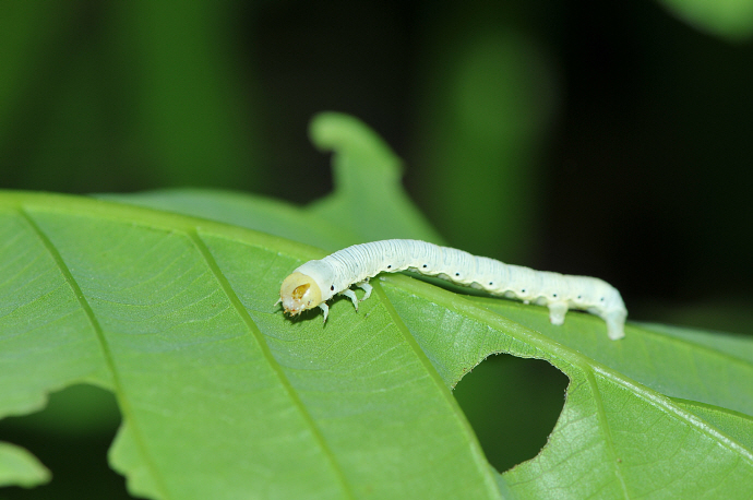 니도베가지나방애벌레(2019년5월 5일, 제2수원지)