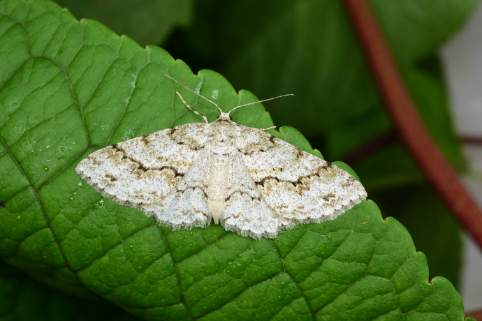 날개물결가지나방(2020년 7월 18일)