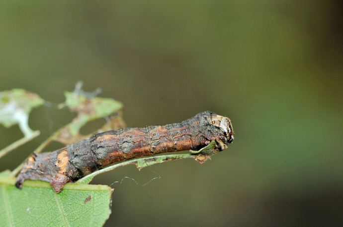 날개물결가지나방 애벌레(2023년 9월 5일, 광덕산)