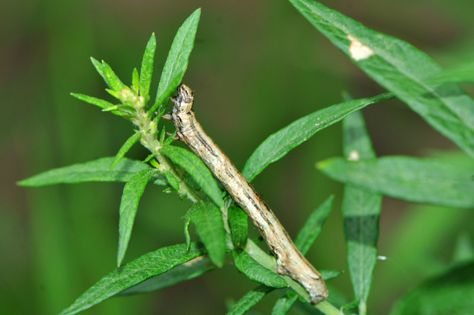 날개물결가지나방 애벌레(2021년 8월 15일, 화악산)