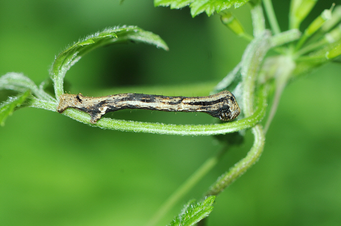 날개물결가지나방 애벌레(2018년 4월 25일, 용추폭포)