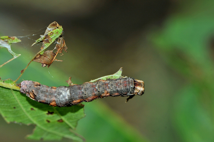 날개물결가지나방 애벌레(2023년 9월 5일, 광덕산)