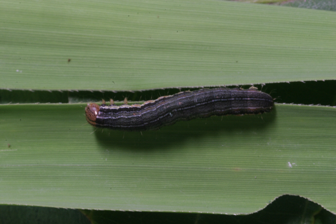 멸강나방 애벌레(2021년 6월 25일)