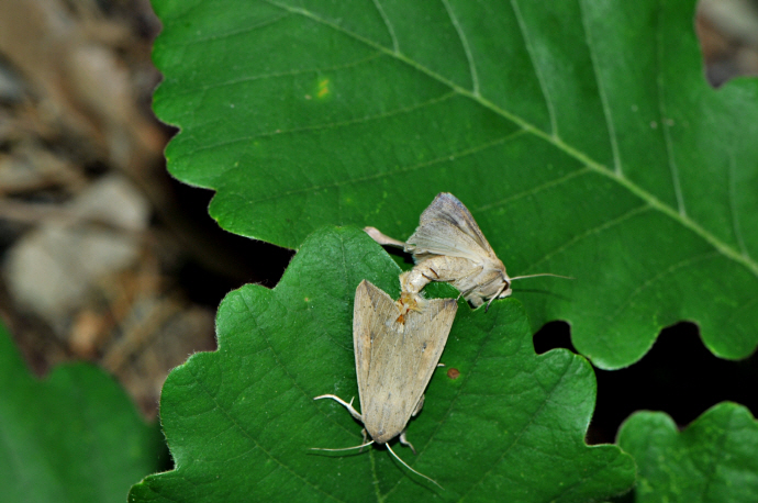 멸강나방(2024년 5월 18일, 고용산)