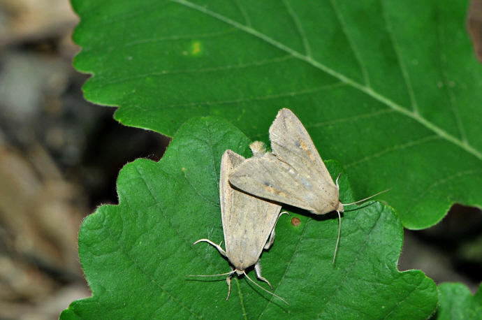 멸강나방(2024년 5월 18일, 고용산)