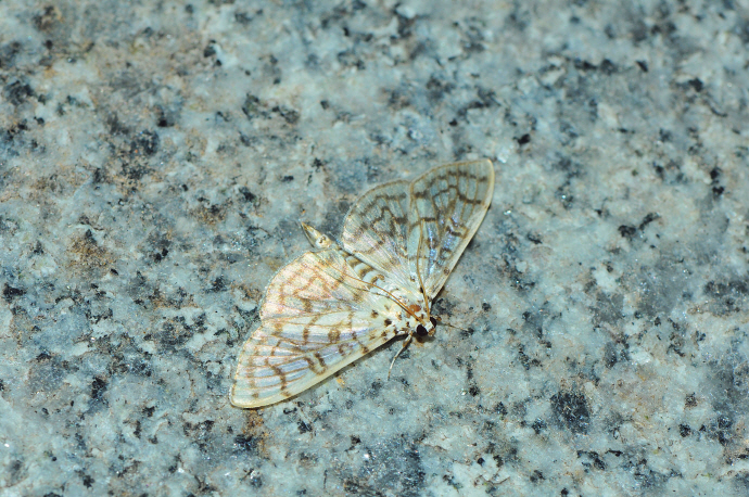 목화명나방(2014년 8월 10일, 오도재)