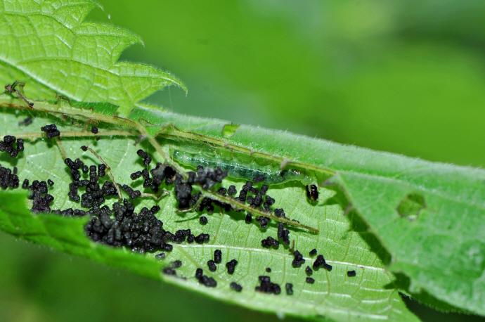 목화명나방 애벌레(2021년 7월 13일, 병풍산 임도)