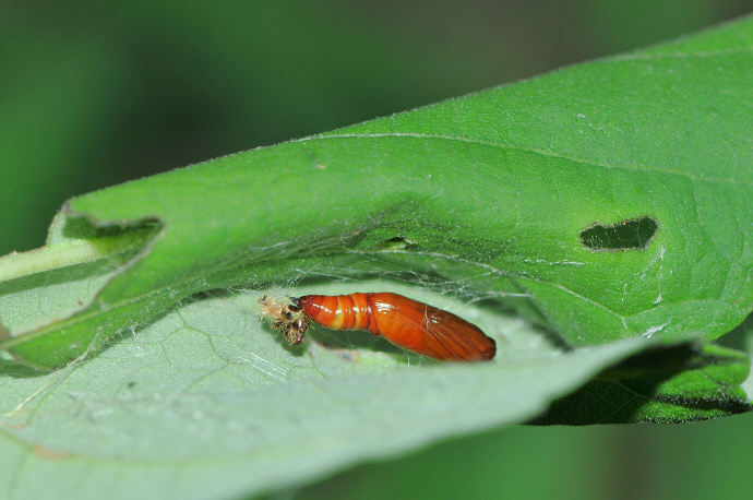목화명나방 번데기(2017년 8월 3일, 나주산림자원연구소)