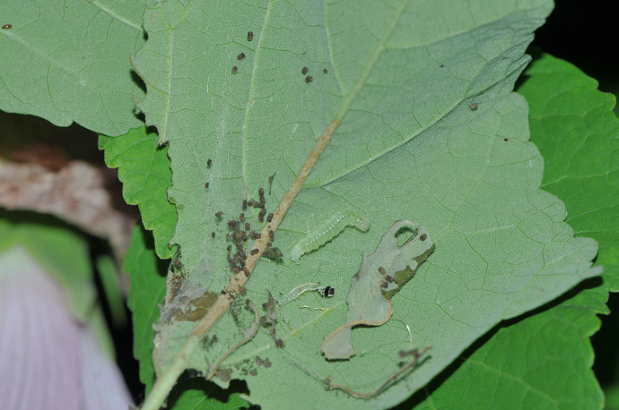 목화명나방 애벌레(2017년 8월 3일, 나주산림자원연구소)