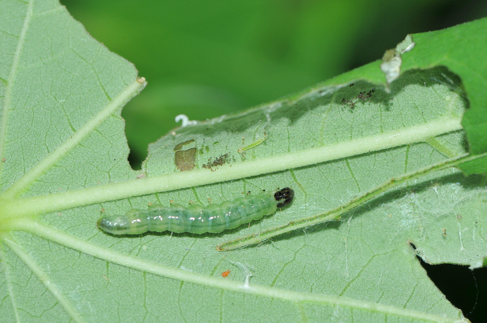 목화명나방 애벌레(2017년 8월 3일, 나주산림자원연구소)