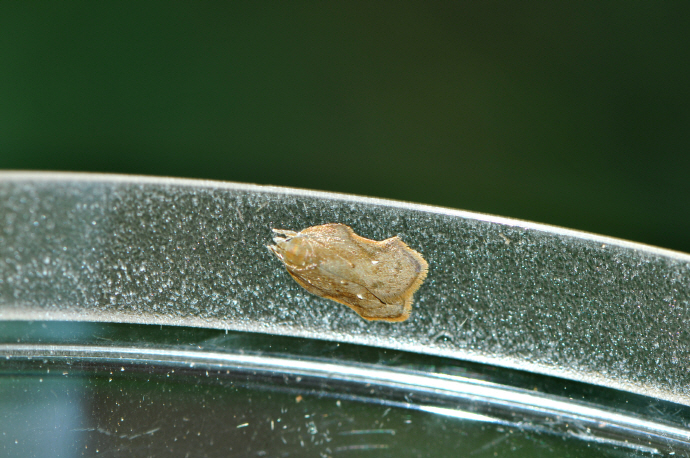 우묵날개원뿔나방(2020년 8월 24일,용산교)