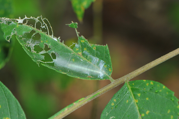 우묵날개원뿔나방애벌레(2018년 8월 8일, 증심사)
