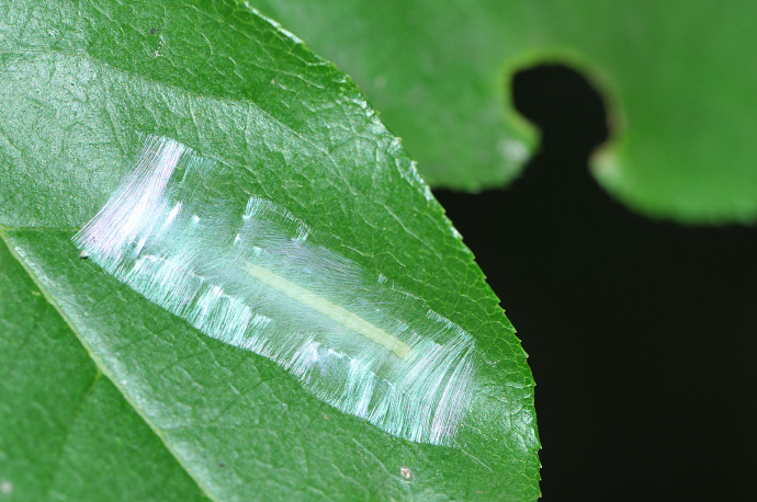 우묵날개원뿔나방애벌레(2018년 8월 8일, 증심사)