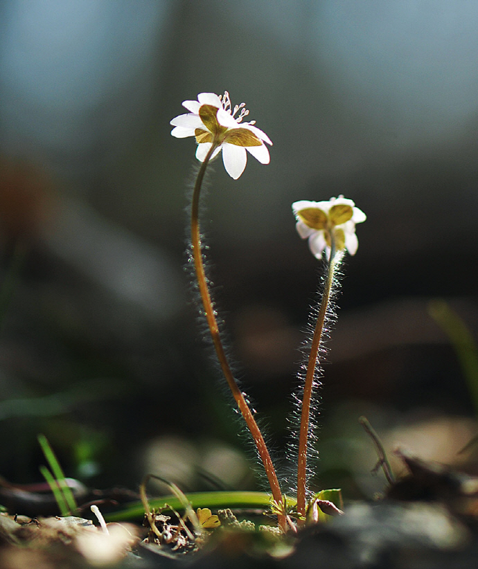노루귀(2014년 3월 11일, 불갑산)