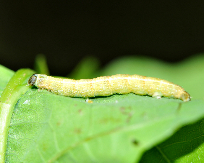 흰무늬겨울가지나방 애벌레(좌구산)