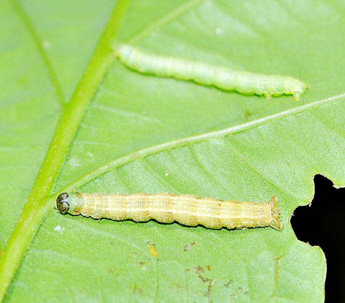 흰무늬겨울가지나방 애벌레(2023년 4월 30일, 좌구산)