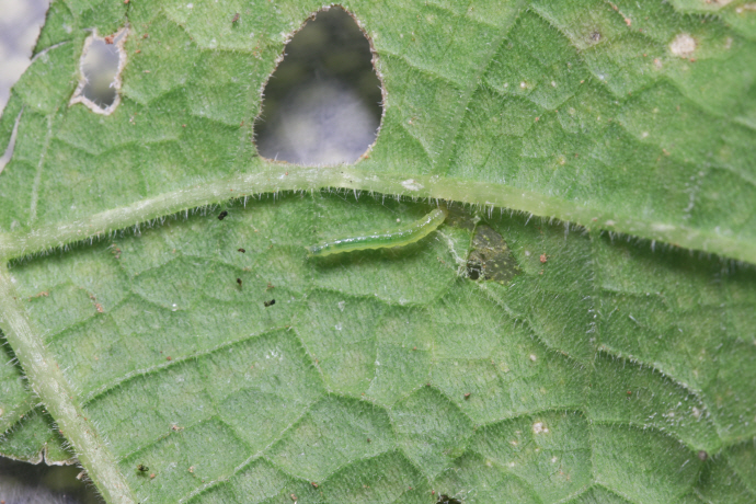 목화바둑명나방 애벌레(2018년 11월 1일)