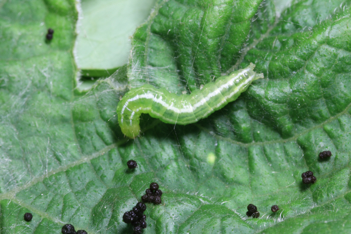 목화바둑명나방 애벌레(2018년 11월 1일)